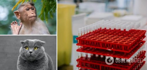 Какие животные могут заразиться COVID-19: впервые дан точный и неожиданный ответ ученых
