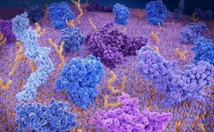 Иммунитет к простудным коронавирусам может облегчать течение COVID-19