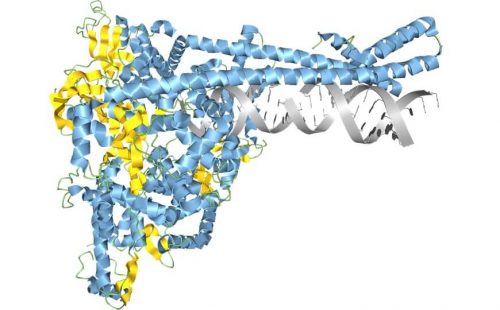 Составлена наиболее подробная структурная карта протеома SARS-CoV-2