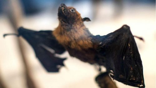 Уханьские ученые планировали заражать летучих мышей коронавирусом?