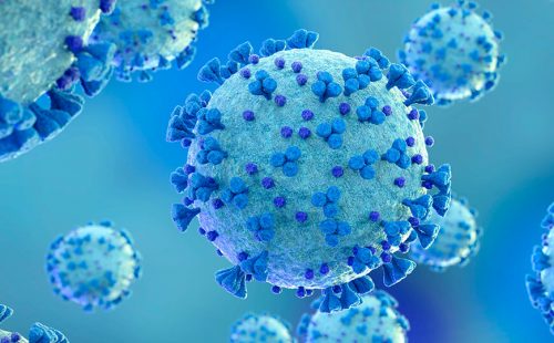 Открытие: длинная изоформа белка OAS1 защищает клетки от коронавируса