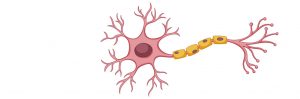 Терапия бокового амиотрофического склероза должна быть направлена на нейроны головного мозга