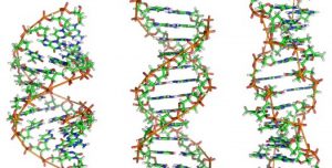Мутации ДНК
