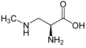 β-метиламино-L-аланин (BMAA)