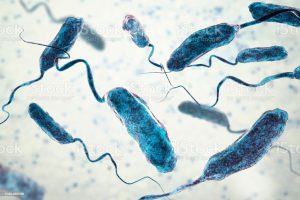 Vibrio cholerae бактерия