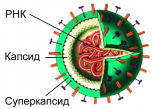 РНК-вирус