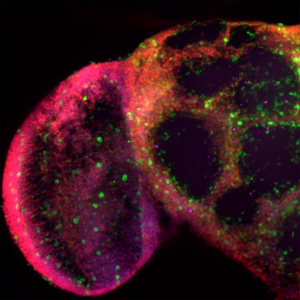 Нейроны и глиальные клетки головного мозга мухи