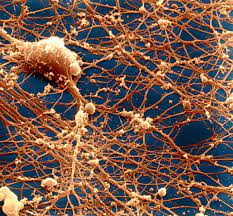 Нейроны головного мозга под электронным микроскопом