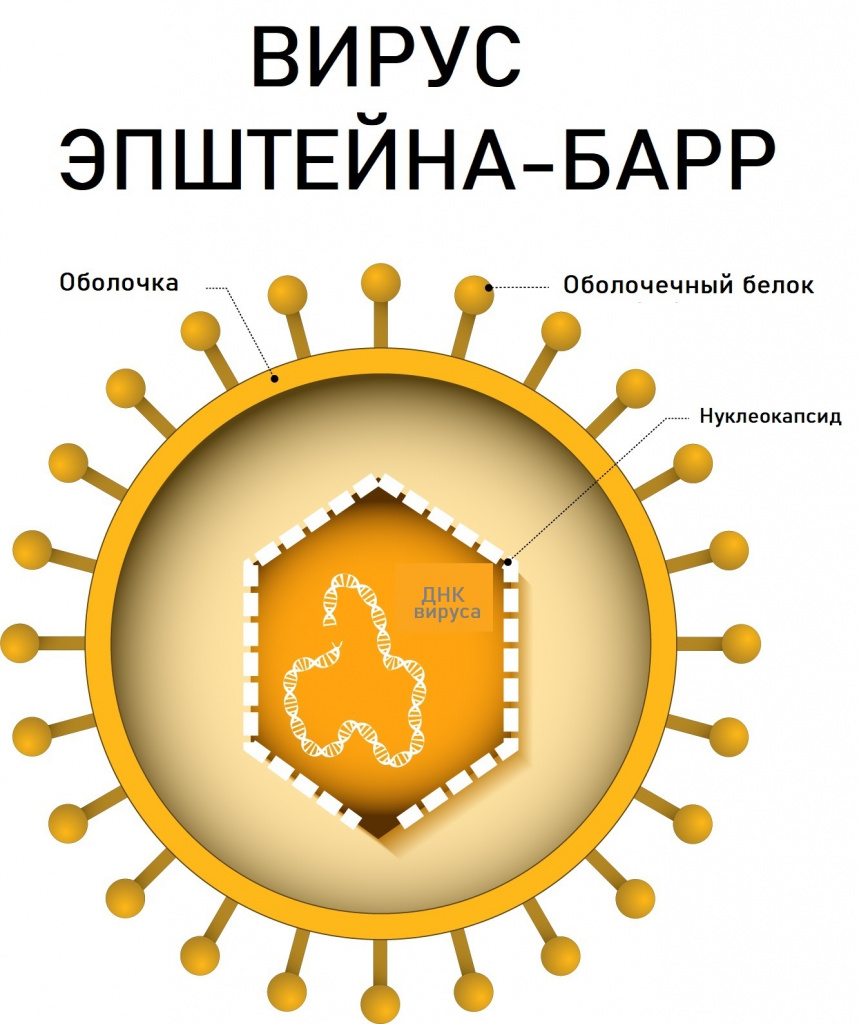 Вирус эпштейна барр картинки