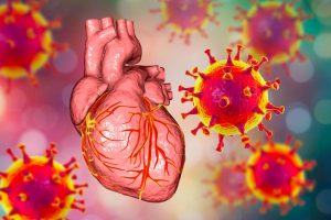 Ученые доказали, что шиповидный белок коронавируса токсичен для клеток сердечной мышцы