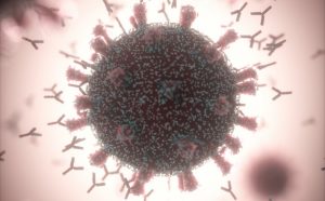 Создано универсальное нейтрализующее антитело для терапии коронавирусных инфекций