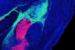 Подобласти миндалевидного тела получают сигналы угрозы из разных областей мозга, включая ствол мозга (красный цвет) и таламус (зеленый цвет)
