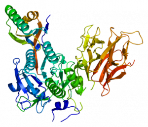 Структура белка PCSK9
