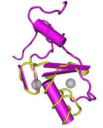 Структура белка RNF113A