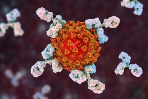 Эффективный ингибитор коронавируса SARS-CoV-2 создали из антител, не способных нейтрализовать вирус