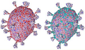 Ученые МГУ создали карту распределения электрического потенциала на оболочке коронавируса