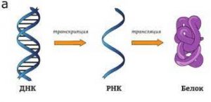 ДНК РНК белок