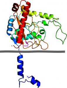 Структура белка TAZ