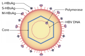 Структура вируса гепатита В