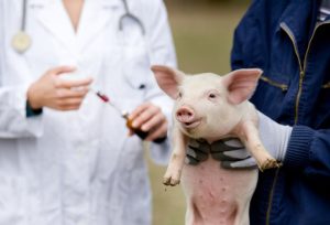 В Японии впервые вывели свинью с подходящими для пересадки человеку органами