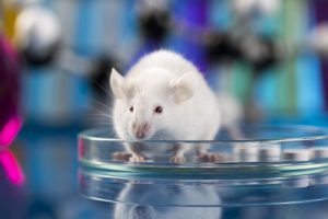 Ученые впервые создали мышь с человеческим иммунитетом