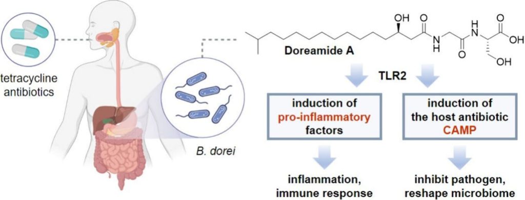 Тетрациклин заставил кишечные бактерии вырабатывать вещества для манипуляций иммунитетом