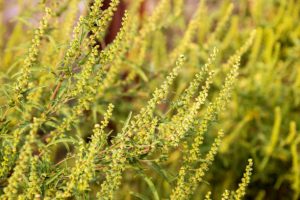 В России разрабатывают вакцину против аллергии на пыльцу амброзии