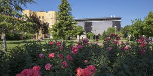 Комбинация трех препаратов впервые помогла обойти лекарственную устойчивость рака поджелудочной железы у мышей